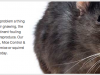 rodent-control