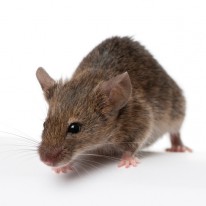 How to get rid of Mice