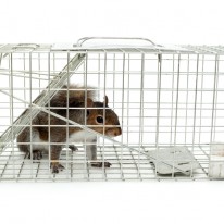 How to get rid of Rats