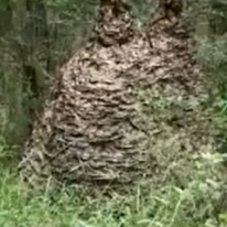 One of the biggest wasp nests you will ever see!!!